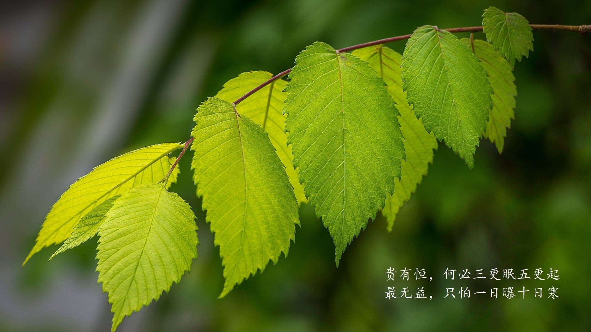 《Dota 2华北职业联赛，LGD赢得赛季冠军》，dota2河北比赛