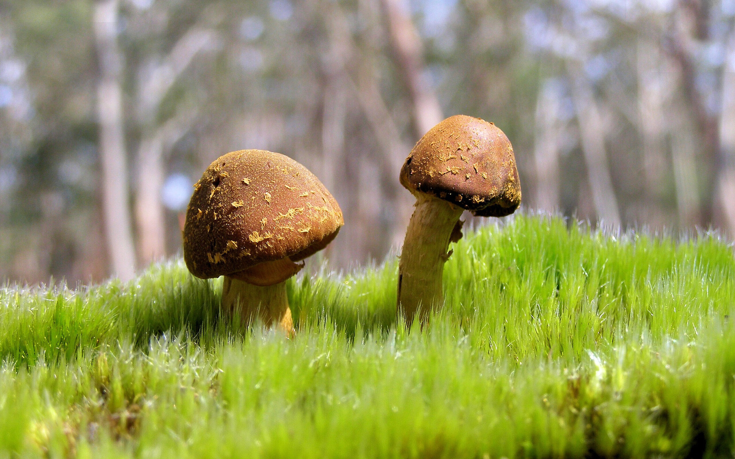 特色足球文化节在多地盛大举行，彰显时代精神，足球特色学校文化手抄报