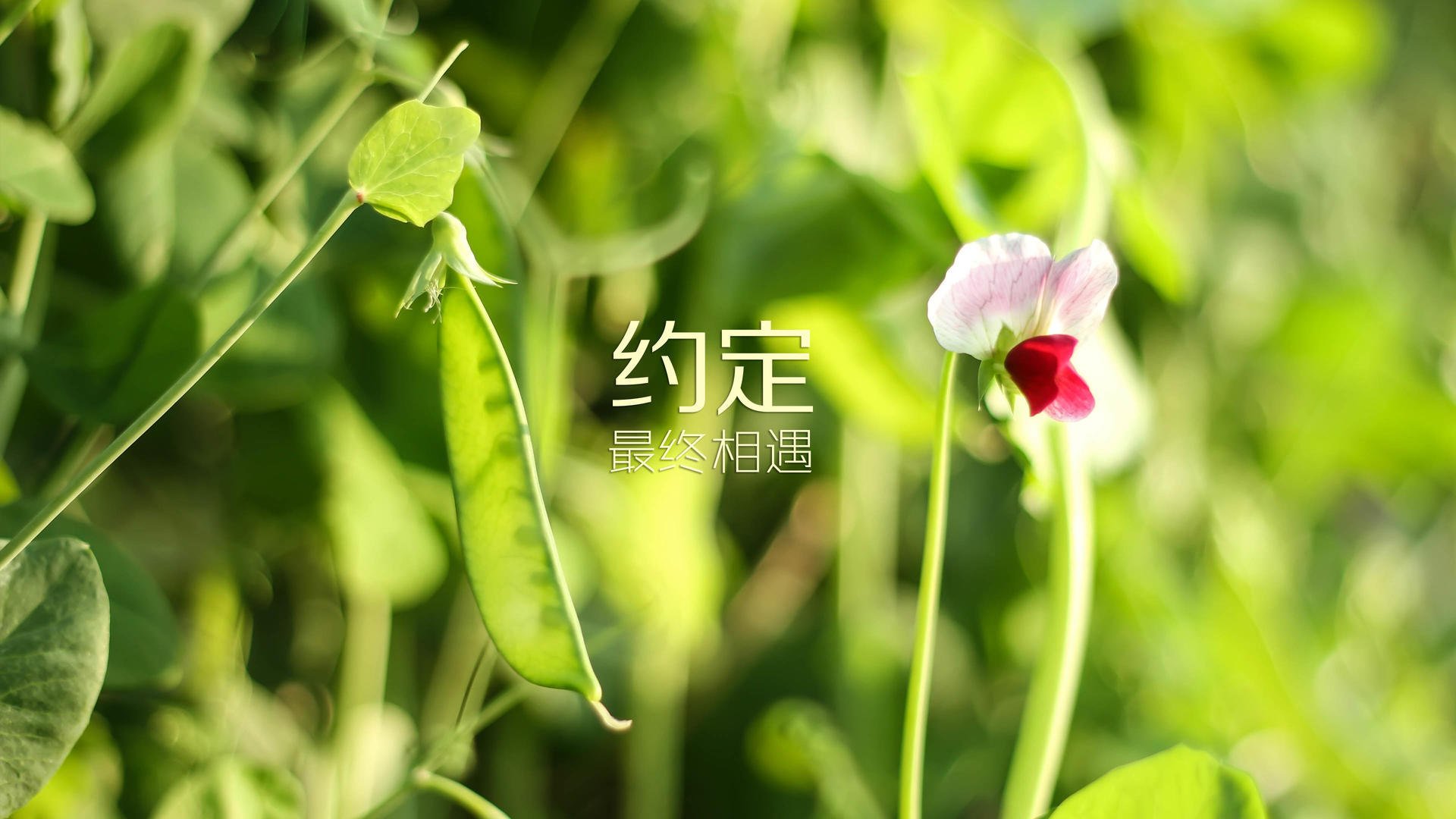 哈兰德再破纪录，欧冠帽子戏法率队晋级，哈兰德欧冠进球集锦