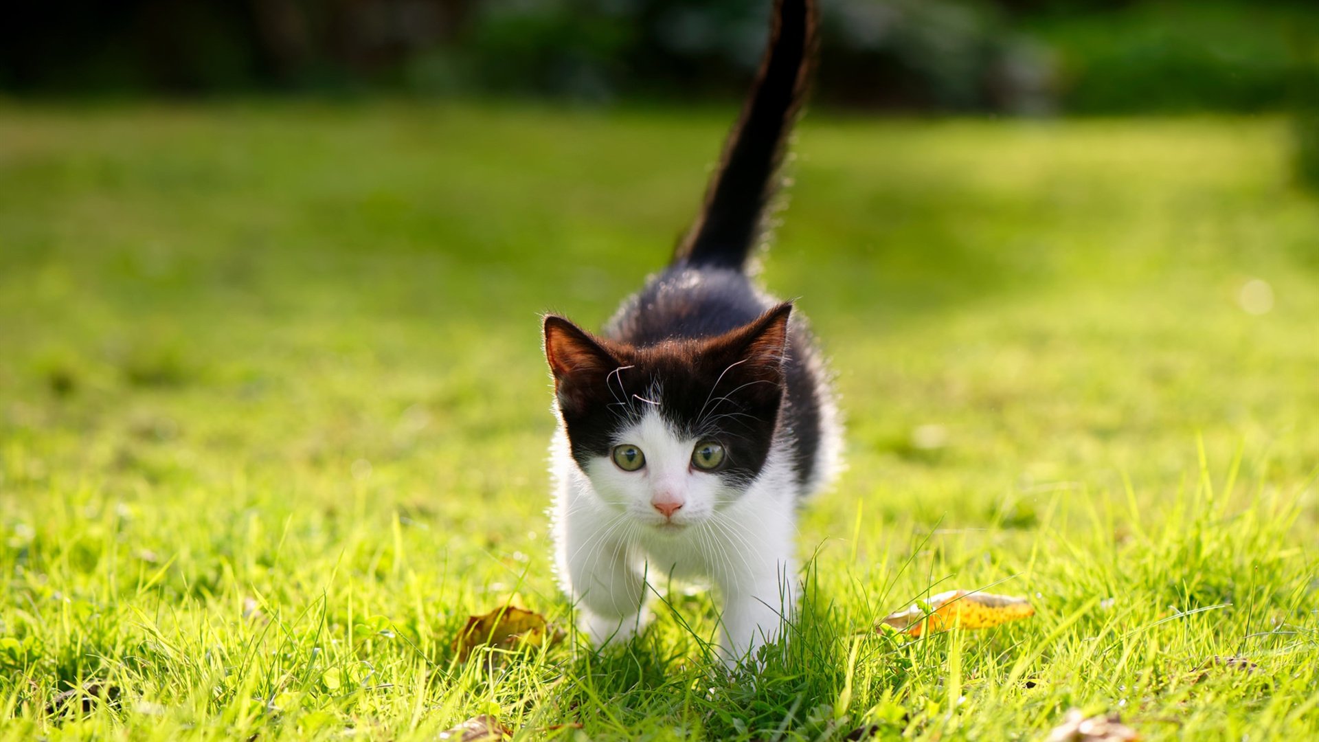 惊心动魄,谁将在终极对决中脱颖而出?,惊心动魄,谁将在终极对决中脱颖而出