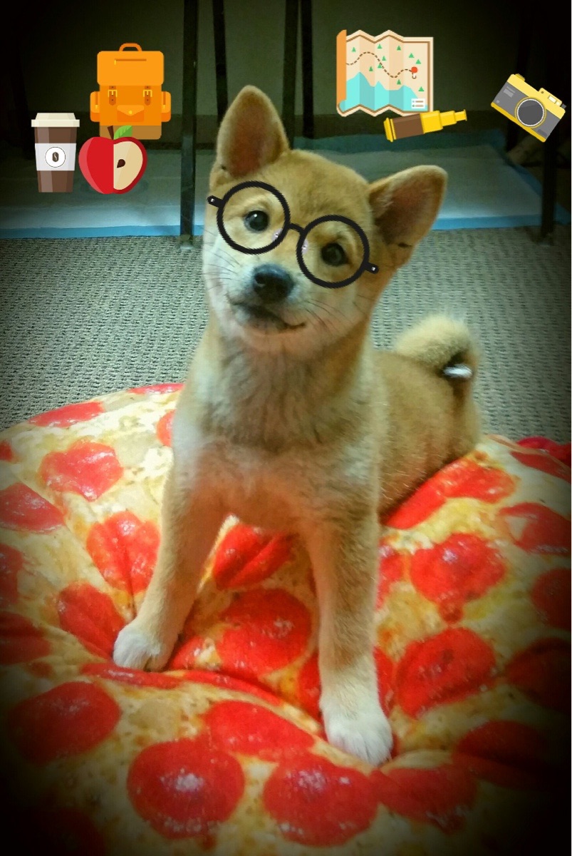 四国蝶泳划频对比揭示节奏差异,蝶泳四部分