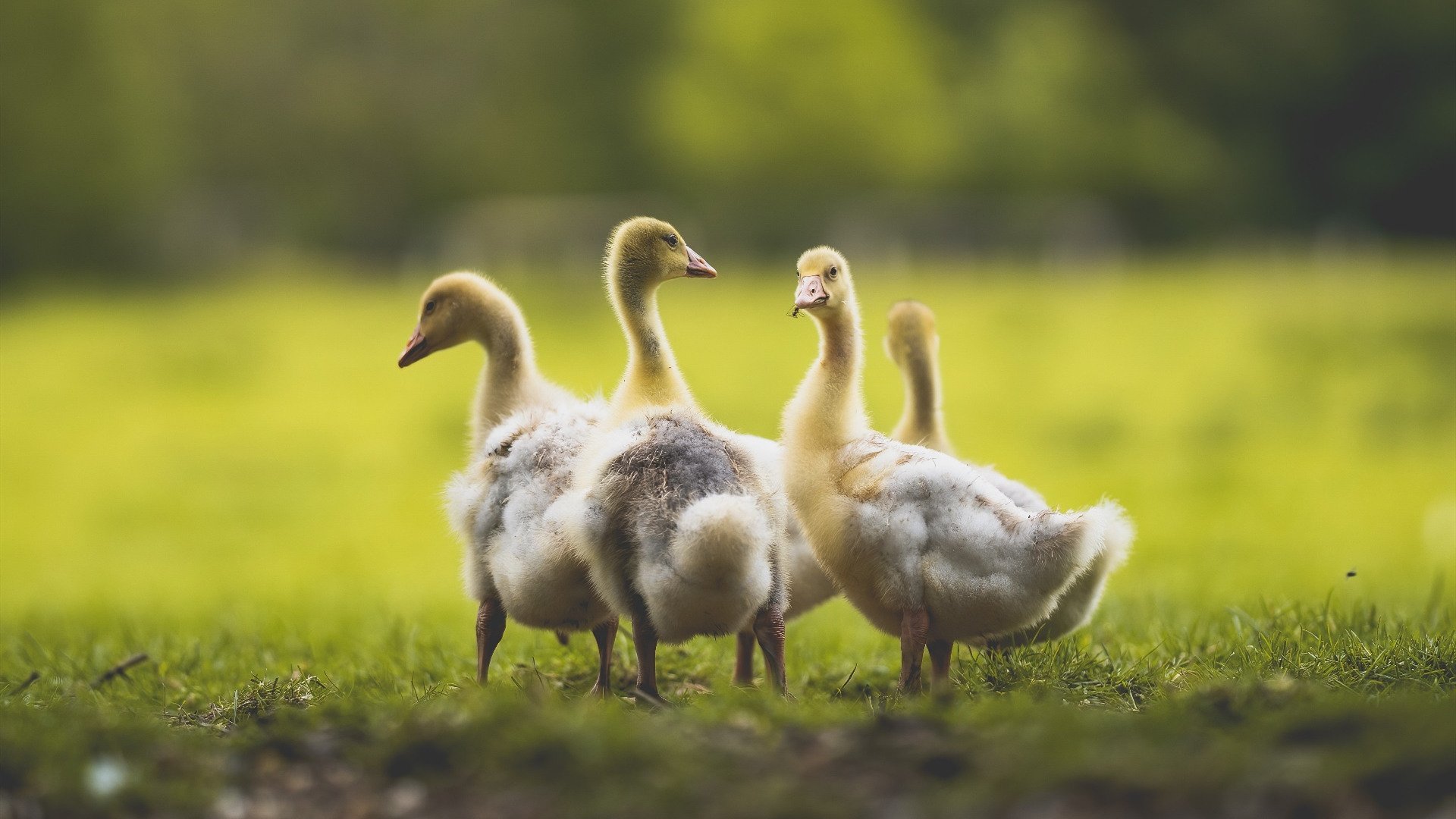 田径训练引进虚拟现实辅助教学，田径展示