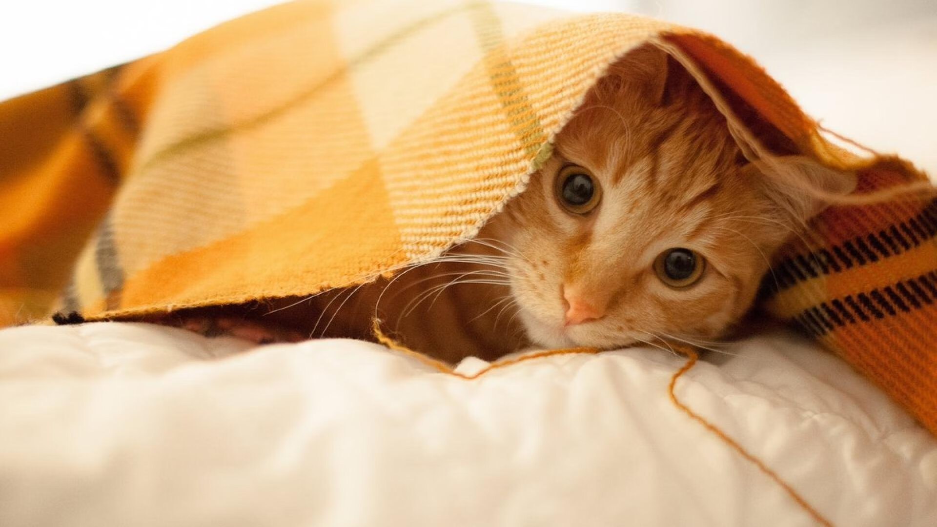 九游网页版官网-“华金·托比利亚的防守技艺与领导能力，成就美洲狮队的核心防线”