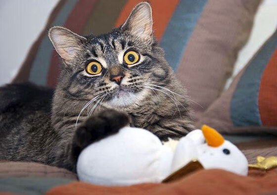 九游网页版官网入口-“胡利安·门德斯：阿根廷美洲狮队的强力后卫，未来发展潜力巨大”