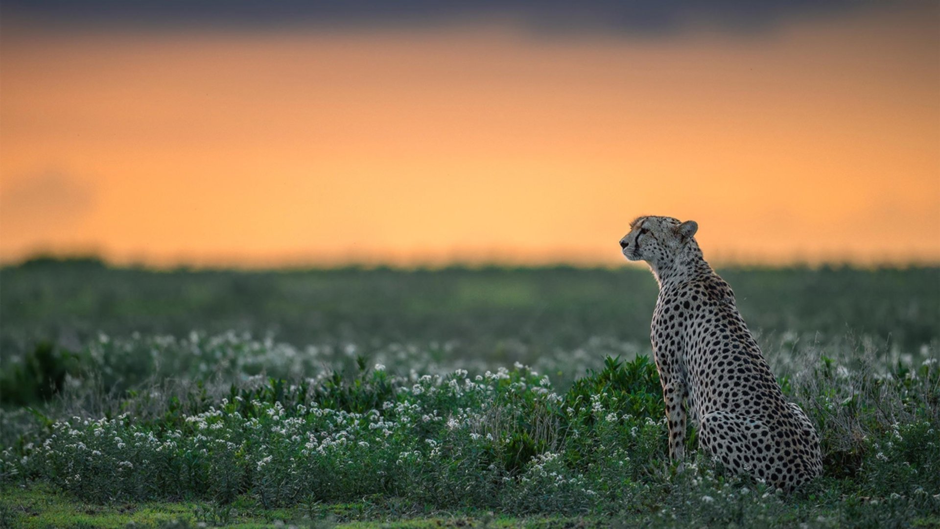 丹·卡特：通过每次精准踢球，为全黑队打下胜利基础，卡特 丹(carter dane)