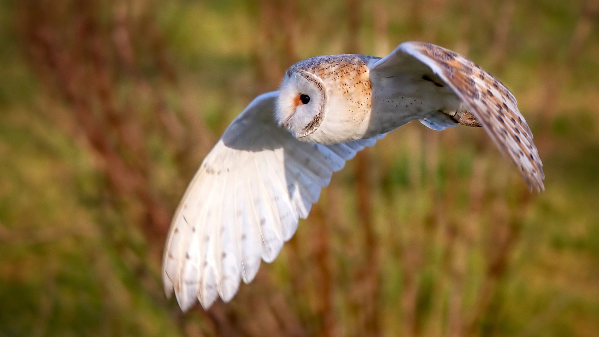 九游登录中心-澳大利亚女篮在世界杯中折桂，连续两届夺冠，澳大利亚女篮世锦赛冠军
