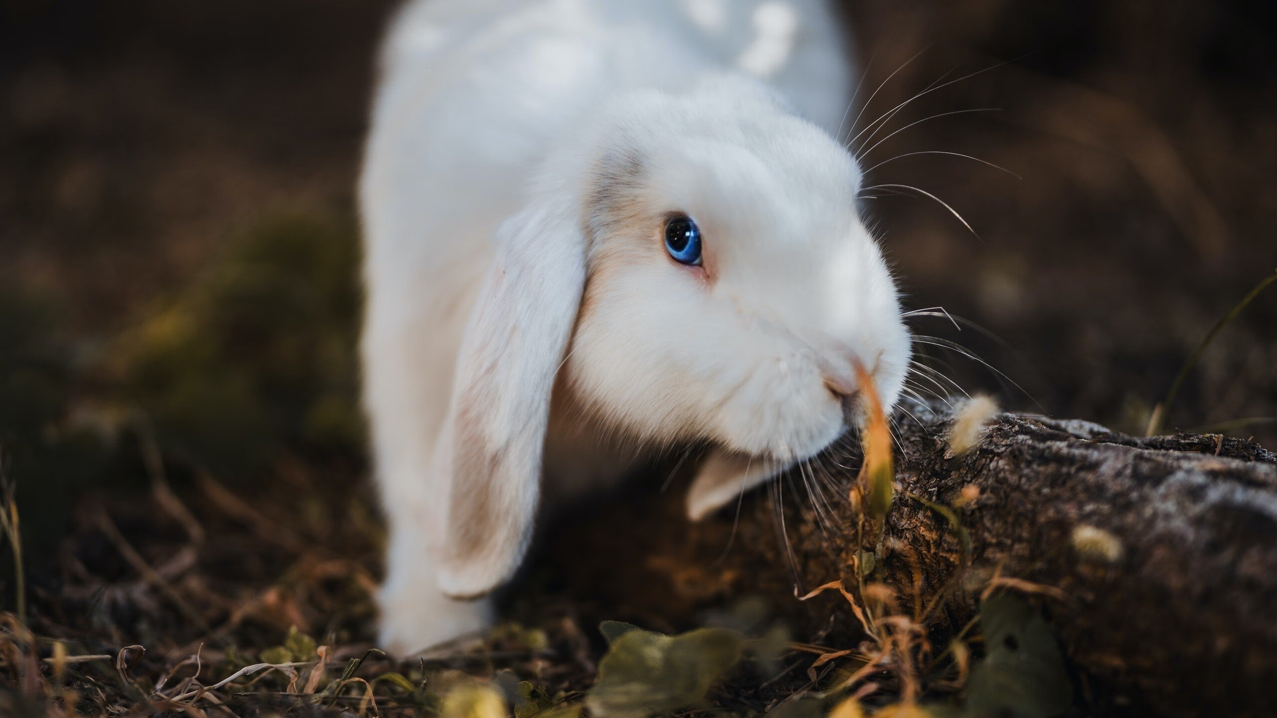 球迷倡议推动公平票务政策，赛事透明度提升