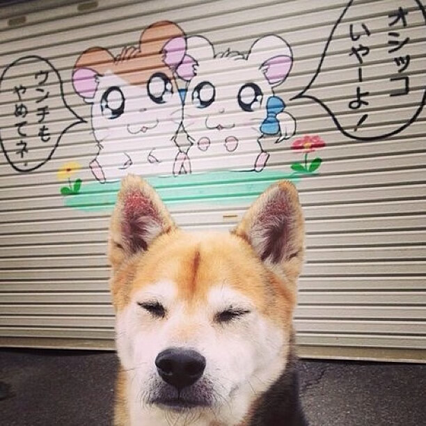 九游登录入口-蛙泳强项韩国女队杀入决赛，蛙泳比赛女子