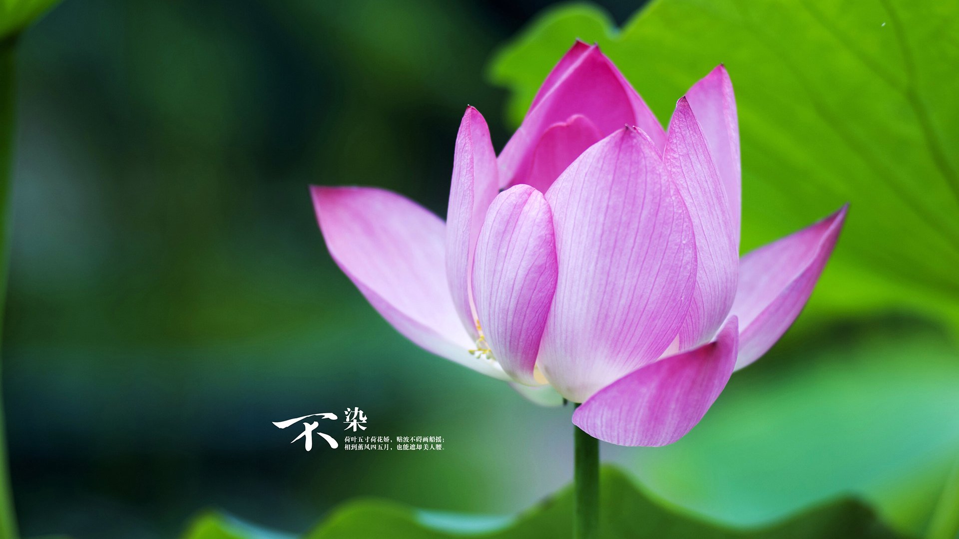 阿森纳青训持续发力，未来明星逐步成长